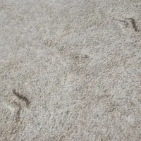 موکت پالاز . پنجاه متر