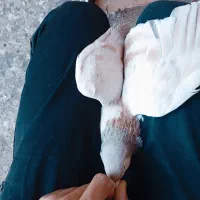 کبوتر ساده هفترنگ و ساده سبز|پرنده|مشهد, فتح المبین|دیوار