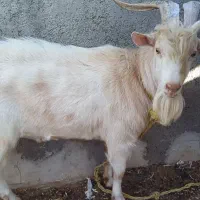 نر بز سانن حدود ۸۰کیلو قیمت کیلو ۳۰۰هزار تومان|حیوانات مزرعه|جوادآباد, |دیوار