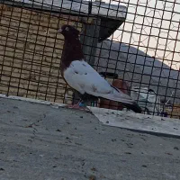 بدرنگ سبز و سینه تافته ای نر|پرنده|شیراز, میانرود|دیوار