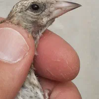 پرنده گمشده
