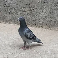 کبوتر پلاکی مسافتی المانی مسابقه ای