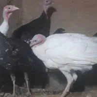 جوجه بغلمون