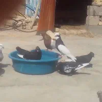 پرنده