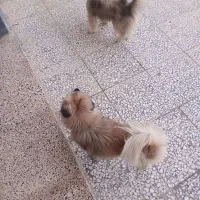 دو غلاده پد شیدزو یکی پوز میمونی