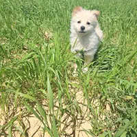 واگذاری سگ پامر