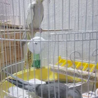 عروس هلندی|پرنده|رامسر, |دیوار