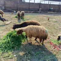 فروش میش با بره