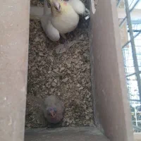 فروش یک جفت عروس با جوجه