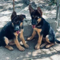 ژرمن شجره دار|سگ|ابهر, |دیوار