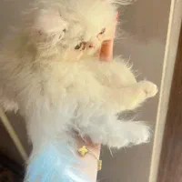 پرشین فنجونی شجره دار|گربه|کرج, شاهین‌ویلا|دیوار