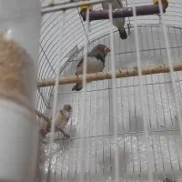 فنچ و قفس|پرنده|مشهد, خواجه ربیع|دیوار