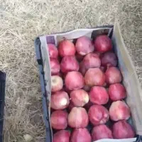 سیب قرمز سورتینگ شده صادراتی|خوردنی و آشامیدنی|تهران, افسریه جنوبی|دیوار
