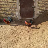 خروس ۱۰ ماهه|حیوانات مزرعه|حبیب آباد, |دیوار