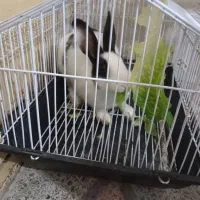 خرگوش|موش و خرگوش|رشت, سلیمانداراب|دیوار