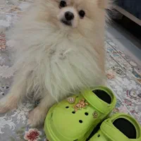 واگذاری سگ پامرانین|سگ|بندرعباس, |دیوار