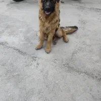 ژرمن شپرد شولاین