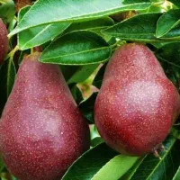 پیش فروش نهال گلابی انجو یکساله