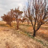 باغ میوه|فروش زمین و ملک کلنگی|بجنورد, |دیوار