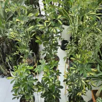 شفلرا سطل 7  خانه گلها|گل و گیاه طبیعی|بندرعباس, |دیوار