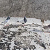 نر سینه دم سیاه پا لوخت. جوان.