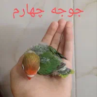 ۴جوجه سرلاکی و یک جفت طوطی برزیلی خوش رنگ|پرنده|نسیم‌شهر, |دیوار