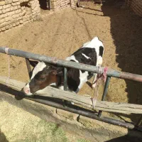 گوساله نر 2ماه امریکایی|حیوانات مزرعه|باخزر, |دیوار