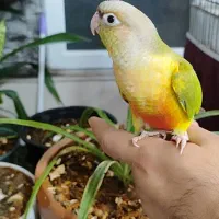 عروس هلندی وگرینچیک فول دستی|پرنده|قم, اسمعیل آباد|دیوار