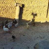 مرغ و خروس رسمی لهستانی|حیوانات مزرعه|یزد, |دیوار