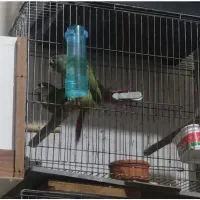 جفت گرینچیک مولد کارداده