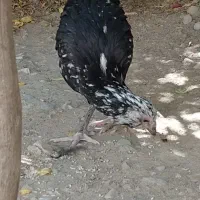 گلین خال سوزنی اصل|حیوانات مزرعه|اصفهان, فجر|دیوار