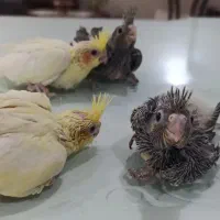 چهار عدد جوجه عروس هلندی