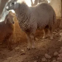 بره نر|حیوانات مزرعه|باخزر, |دیوار