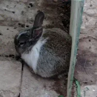 بچه خرگوش|موش و خرگوش|مشهد, رضاشهر|دیوار