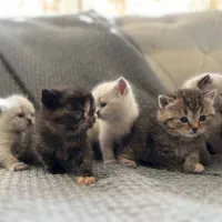 گربه|گربه|شاهینشهر, خبرنگار|دیوار