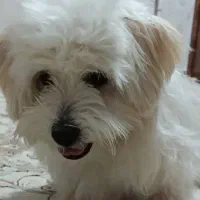 سگ پاکوتاه|سگ|کرج, کوی کارمندان شمالی|دیوار