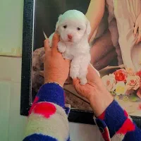 مالتیز جیبی