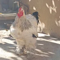 برهما  لایت|حیوانات مزرعه|بانه, |دیوار