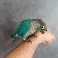 جوجه گرینچیک ۳ ماهه رام و دستی