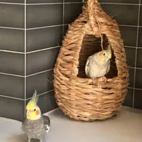 دو تا عروس هلندی نر و ماده گمشده