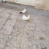 یه جفت کفتر مست آماده تزئینی