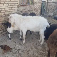 نربز سانن کلی