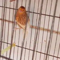 چند تا قناری نر مست دهن زن|پرنده|بوشهر, |دیوار