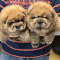 چاو چاو سوپر فلت