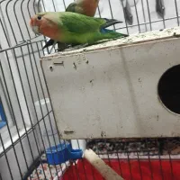 جفت طوطی برزیلی بازیگوش|پرنده|دورود, |دیوار