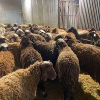 فروش بره افشار درجه یک|حیوانات مزرعه|اصفهان, جلوان|دیوار