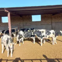 تعدا ۳۰ راس جوانه داشتی|حیوانات مزرعه|تربتحیدریه, رضاشهر|دیوار