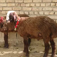 فروش ۴راس بره نر معاوضه