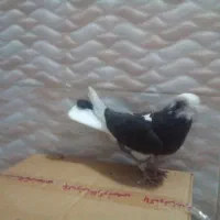 کبوتر طوقی|پرنده|اردبیل, |دیوار