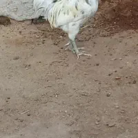 خروس محلی اصل سفید اطراف خورموج|حیوانات مزرعه|خورموج, |دیوار